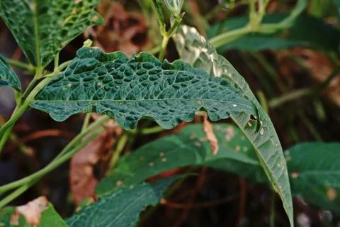 Winged bean leaf disorder Stock Photos