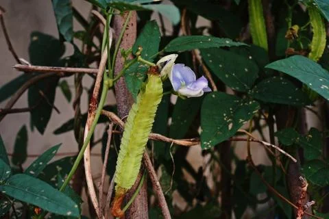Winged bean pod Stock Photos