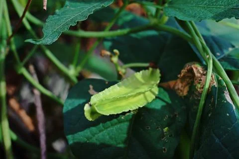 Winged bean pod Stock Photos