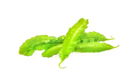 Winged bean on white background Stock Photos