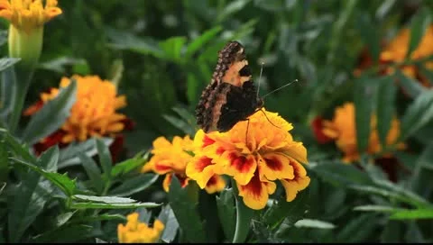 Winged beauty Stock Footage 11307360