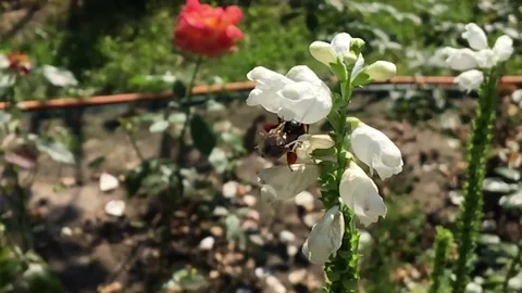 Winged bee slowly flies to the plant Stock Footage 97434612
