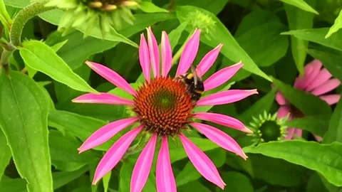 Winged bee slowly flies to the plant Stock Footage 97790868