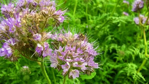 Winged bee slowly flies to the plant Stock Footage 97790879