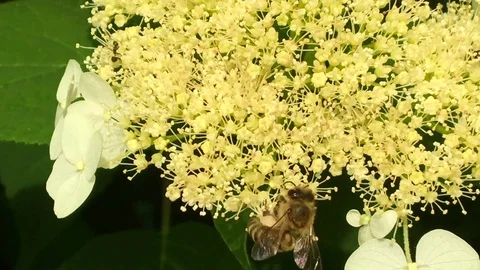 Winged bee slowly flies to the plant Stock Footage 97790896
