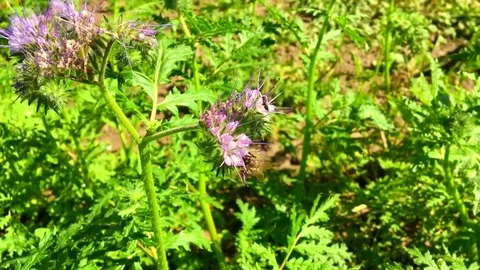 Winged bee slowly flies to the plant Stock Footage 97790933