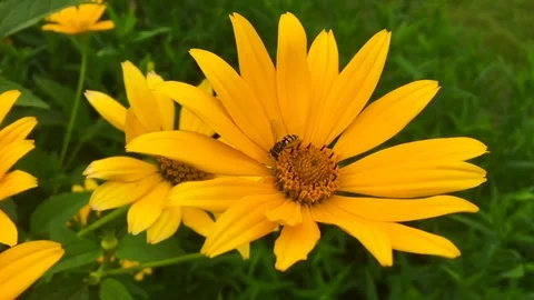 Winged bee slowly flies to the plant Stock Footage 98330141