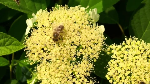 Winged bee slowly flies to the plant Stock Footage 98330152