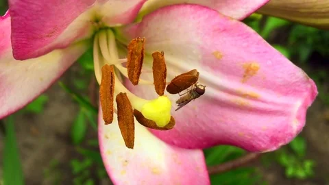 Winged bee slowly flies to the plant Stock Footage 98330153