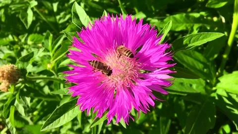 Winged bee slowly flies to the plant Stock Footage 98792345