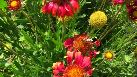 Winged bee slowly flies to the plant Stock Footage 99183993