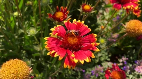 Winged bee slowly flies to the plant Stock Footage 99184005
