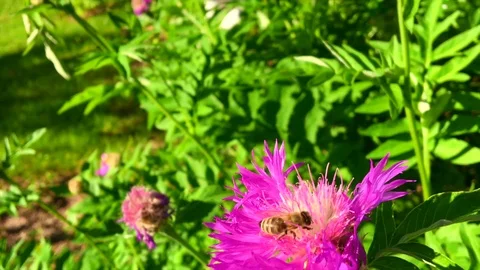 Winged bee slowly flies to the plant Stock Footage 99184040