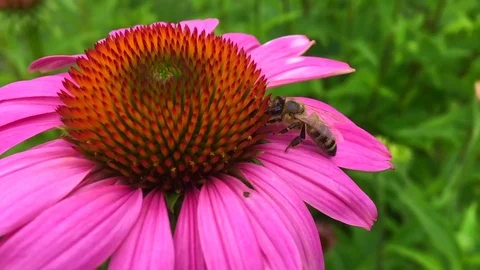Winged bee slowly flies to the plant Stock Footage 99404627
