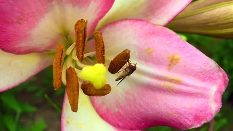 Winged bee slowly flies to the plant Stock Footage 99404633