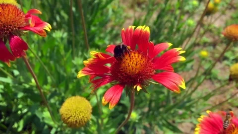 Winged bee slowly flies to the plant Stock Footage 99404646
