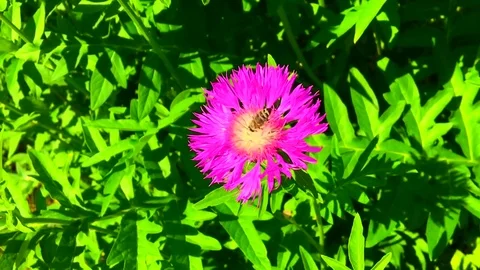 Winged bee slowly flies to the plant Stock Footage 99816754