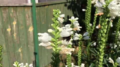 Winged bee slowly flies to the plant Stock Footage 100069424