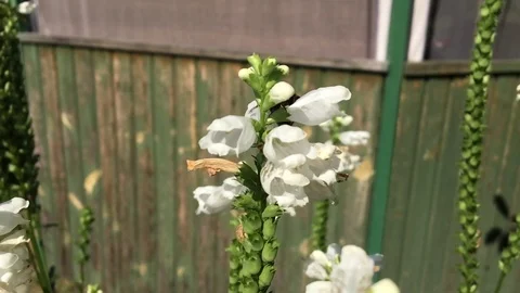Winged bee slowly flies to the plant Stock Footage 100069434