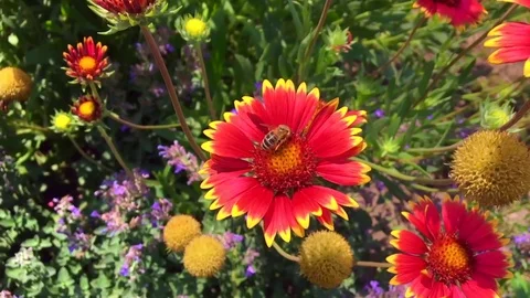 Winged bee slowly flies to the plant Stock Footage 100069540