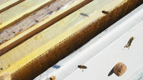Winged bee slowly flies on private apiary from live flowers. Stock-Footage 122979731