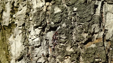 Winged beetles crawl on the bark of an old tree Vídeo Stock 288952921
