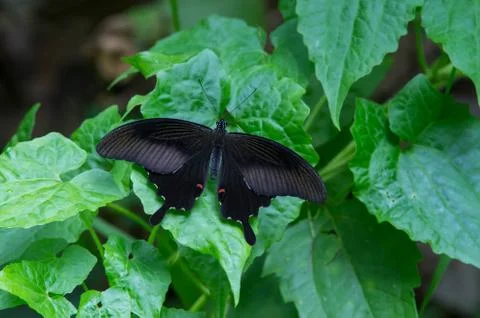 A winged butterfly on leaf Foto stock