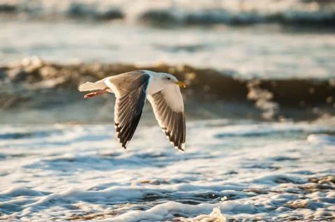 Winged creature foraging for food. Stock Photos