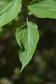 Winged elm Stock Photos