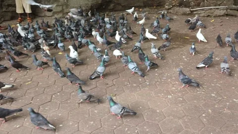 Winged Gathering: A Charming Group of Pigeons Stock-Footage 248962600