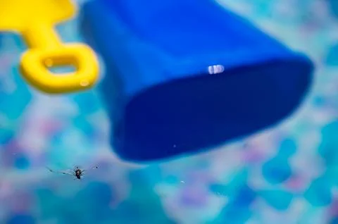 Winged insect floating on the surface of a swimming pool Stock Photos