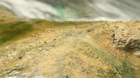 Winged insects. Stock Footage 18174510