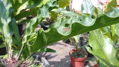Winged insects in house pots Stock Footage 136943444