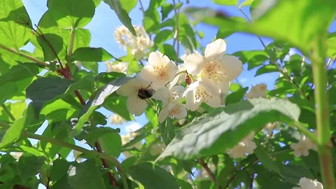 A winged little worker bee pollinates jasmine flowers Stock Footage 201029645