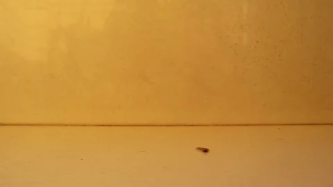 Winged maple seed flying. helicopters, whirlers, twisters or whirligigs, samaras Stock Footage 283662763