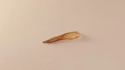 Winged mature maple seed isolated on white background. single maple seed flying Stock Footage 219409669