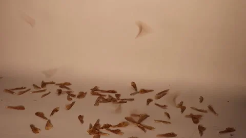 Winged mature maple seed isolated on white background. Seeds flying. Plants Stock Footage 229572928