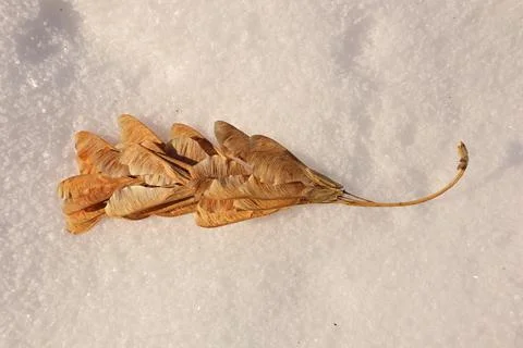 Winged mature maple seed isolated, white background. Package maple seeds flying Foto stock
