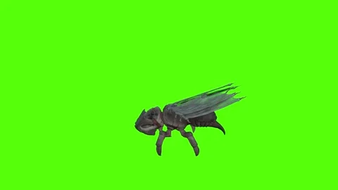 Winged Monster Idle Green Screen Animation 4k Rendering Stock Footage 270390600