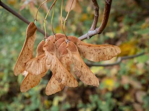 Winged nut fruit of the mountain maple - Acer pseudoplatanus - maple tree Foto stock