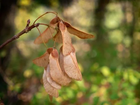 Winged nut fruit of the mountain maple - Acer pseudoplatanus - maple tree Stock Photos