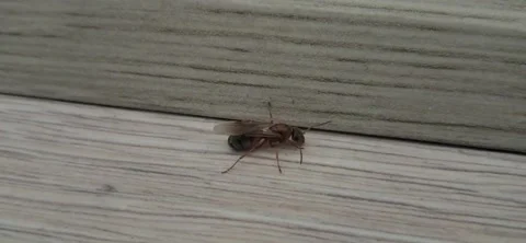 Winged queen ant inside house 動画素材 339784363