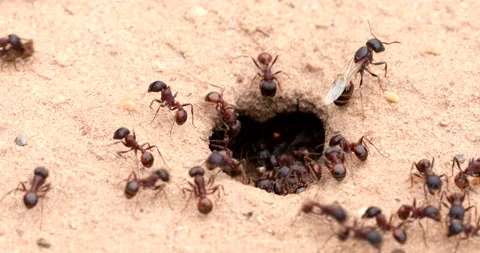 A winged red ant queen surveys activity as worker ants busily swarm in and Stock Footage 130320650