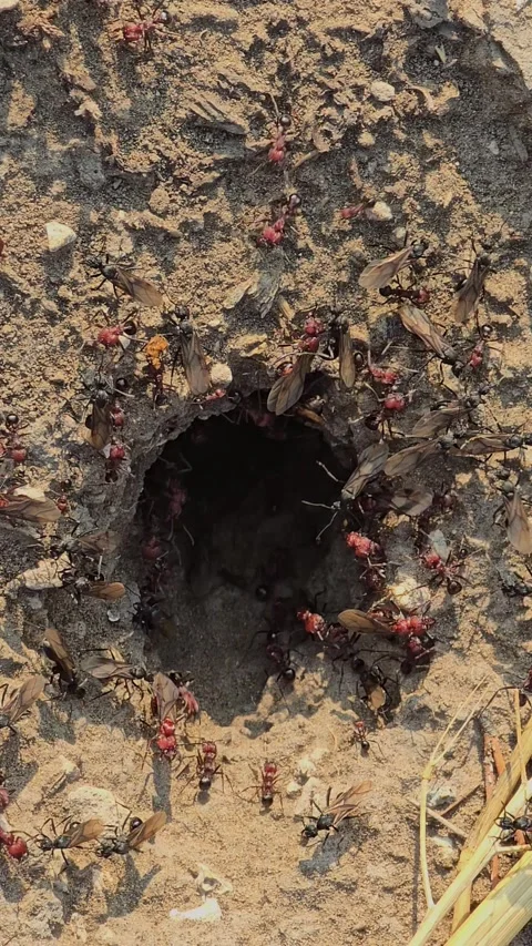 Winged red fire ants swarming anthill entrance Stock Footage 327747301