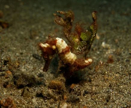 Winged seahorse in Lembeh Sulawesi Indonesia Stock Photos