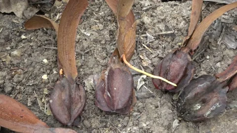 Winged seeds, Malaysia Video stock 185464330