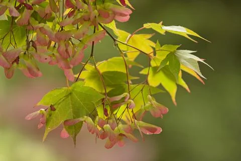 Winged seeds of maple tree Stock Photos