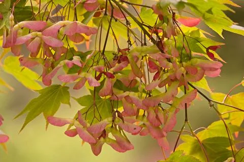 Winged seeds of maple tree Stock Photos