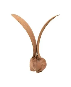 Winged seeds Stock Photos