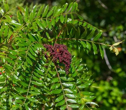 Winged, shining, dwarf or flameleaf sumac - Rhus copallinum - green leaves .. Stock Photos